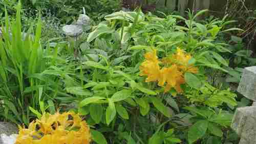 花园中的宿根植物