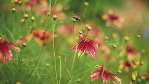 繁茂的宿根植物