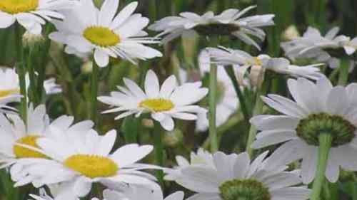 在花园中种植宿根植物 2