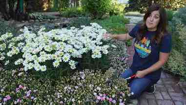 如何清理花园中的宿根植物