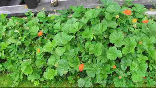 5种宿根开花遮荫植物