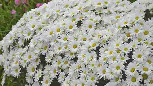 盛开时间最长的宿根植物