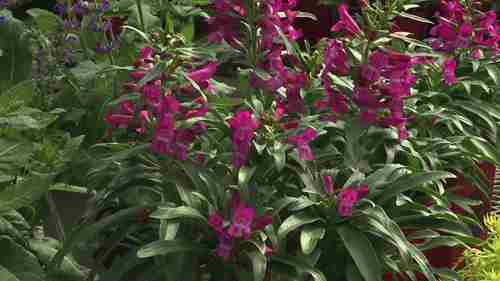 科罗拉多州的宿根植物