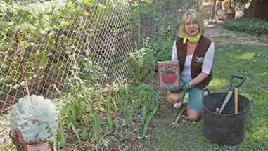 如何区分不同种类的宿根植物