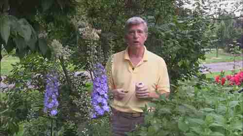 和Mark Cullen一起看看宿根植物