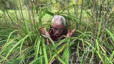 十大可食用宿根蔬菜和草本植物