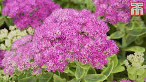 如何种植宿根植物 1