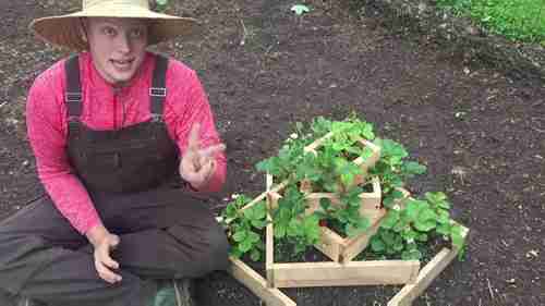 适合花园种植的宿根植物