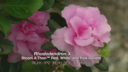 美丽的宿根植物花园