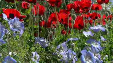 适宜搭配种植的植物