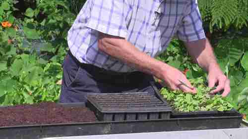 如何种植宿根植物 2