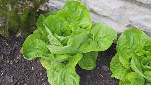 如何规划蔬菜园