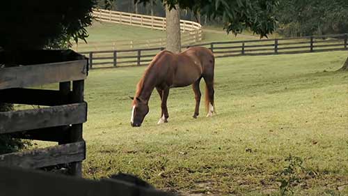 参观Triple Crown袋装饲料加工厂