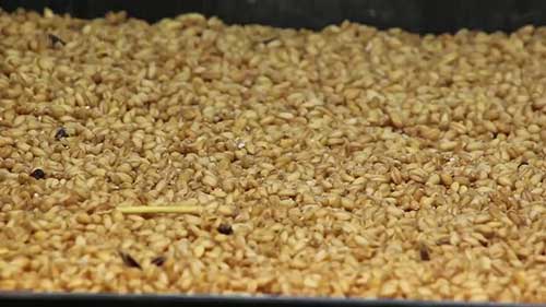 家牛饲养中的水培饲料