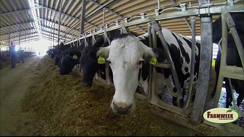 用甜菜做奶牛饲料