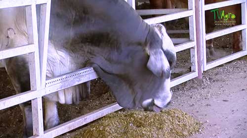 燕麦可制作青贮饲料