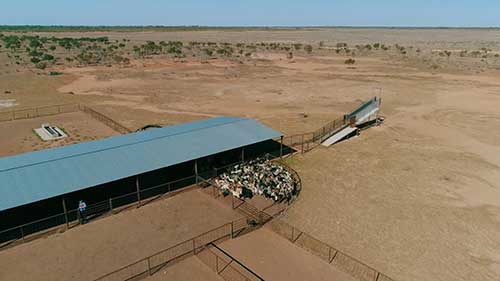 饲养山羊的利润状况