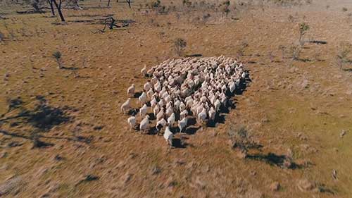 山羊遗传学知识