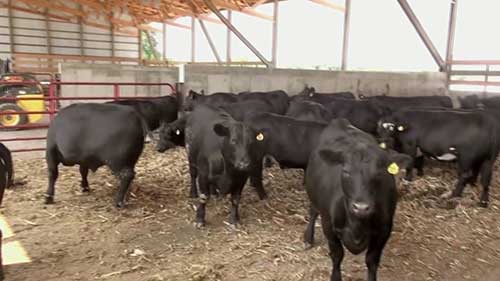 在谷仓饲养家牛