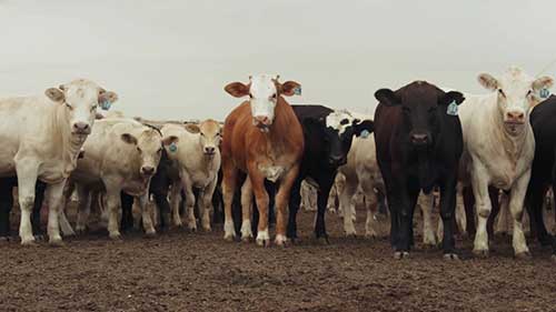 牲畜健康福利的重要性