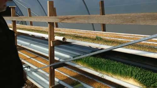 制作大麦牛饲料