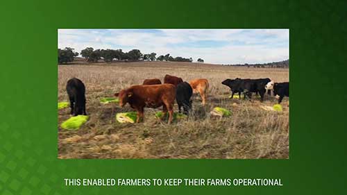 肉牛的健康饲料