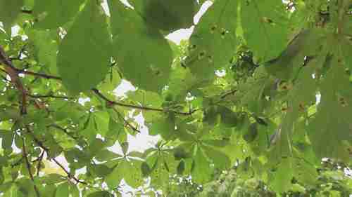 英国的树木病虫害