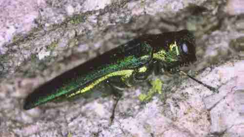 俄勒冈州森林害虫侦测计划