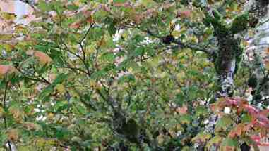 实验室对植物病虫害的检测