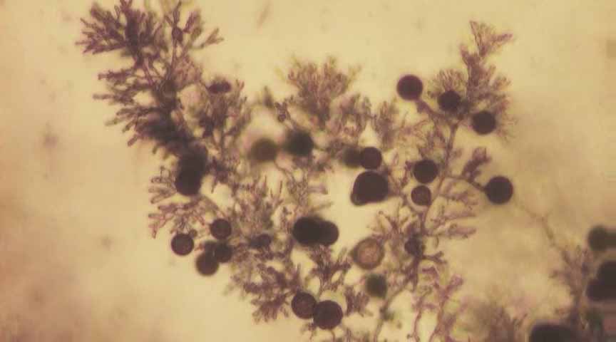 俄勒冈州森林中的入侵病虫害物种