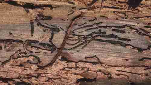 关于核桃树的病虫害问题