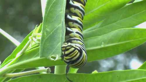 花园中的虫子：朋友还是敌人