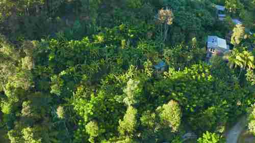 作物的永久性栽培