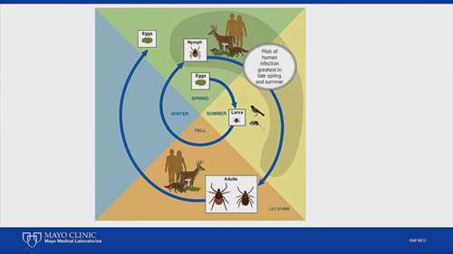 蜱虫病虫害问题