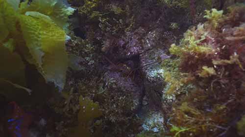 海藻森林生态系统