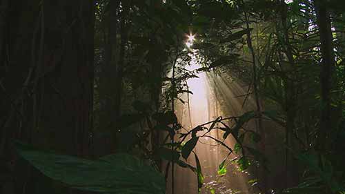 全球变暖对森林的影响