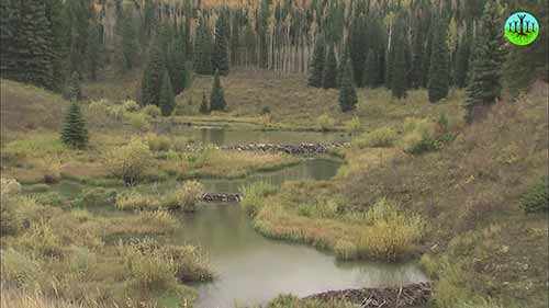 海狸对生态的影响