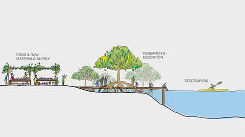 红树林的重要性