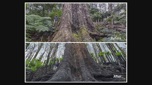 火灾前后的库亚克森林