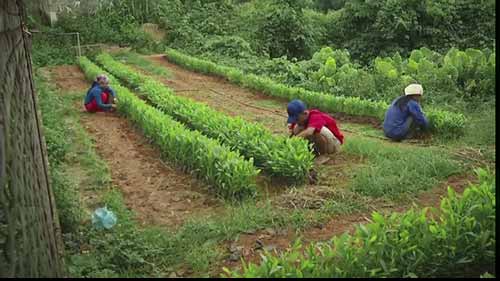 绿色经济中的林业产业