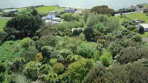 新西兰南端的森林系统