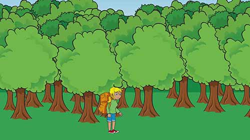 森林、森林火灾和气候变化