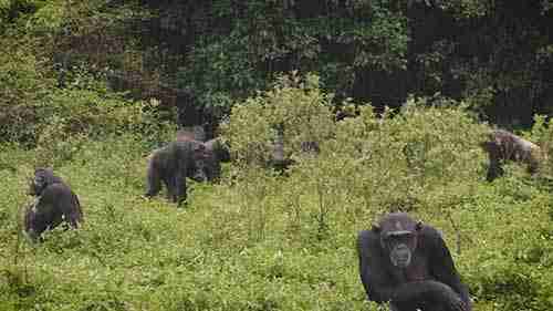 乌干达新的森林资源