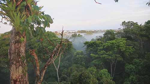 热带雨林的多样性