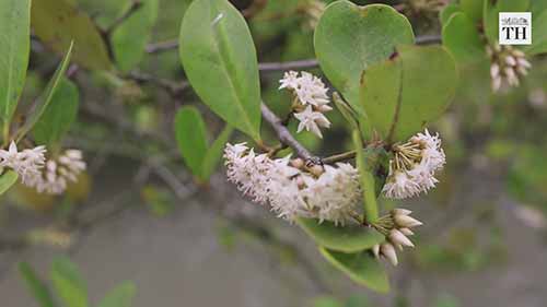 世界上最大的红树林