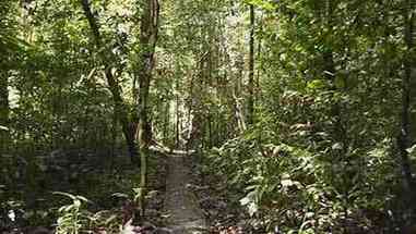 热带雨林的真相