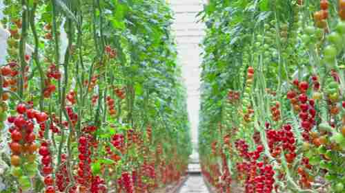 迪拜的高科技农业