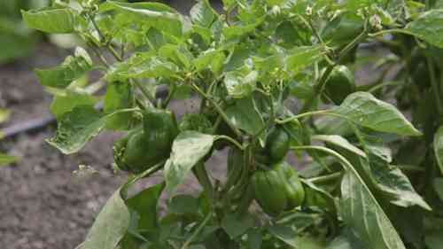 明天的农业机器人