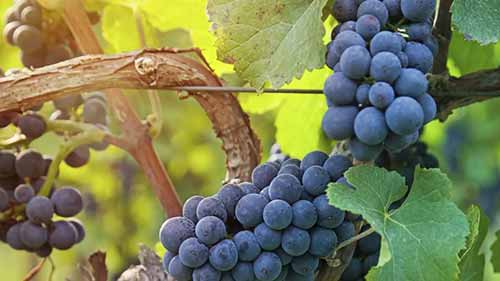 食品安全和食品质量