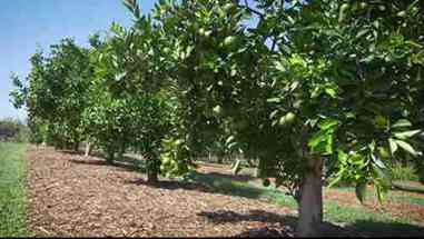 西悉尼大学国家蔬菜保护种植中心